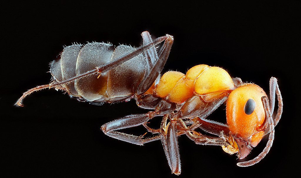 Ant Control service in Texas City, TX