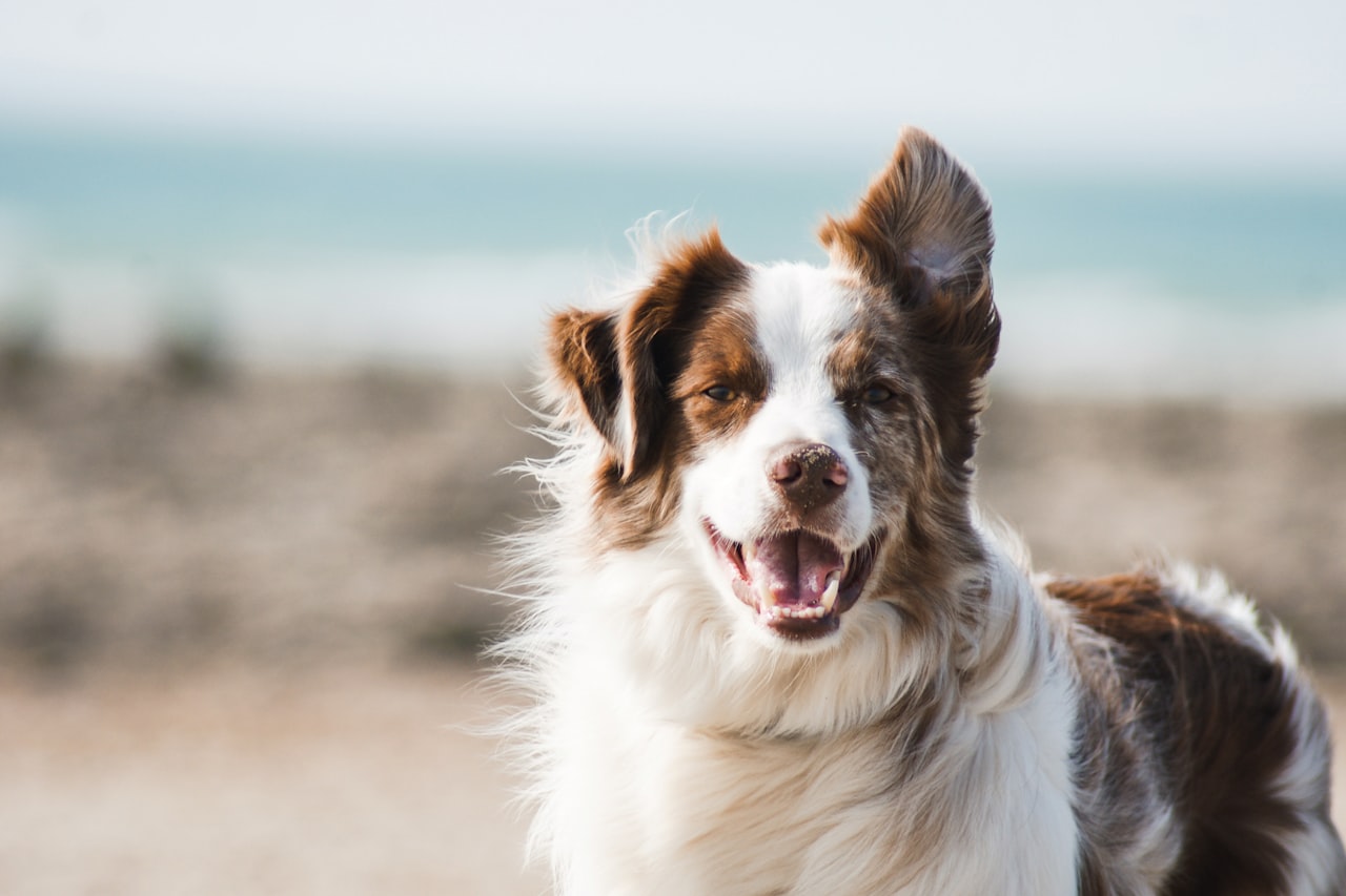 Flea & Tick Control service in Texas City, TX