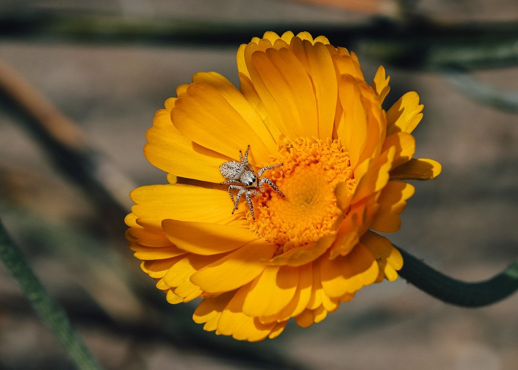 Spider Control service in Texas City, TX